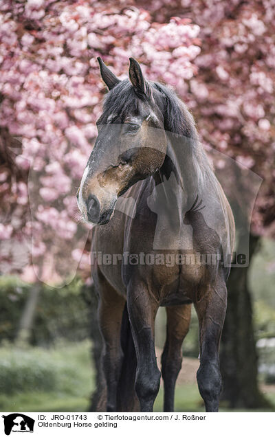 Oldenburg Horse gelding / JRO-01743