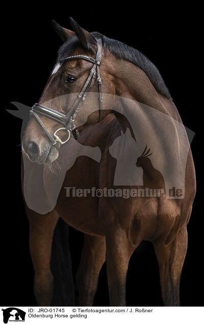 Oldenburg Horse gelding / JRO-01745