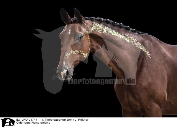 Oldenburg Horse gelding / JRO-01747