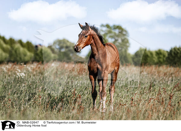 Oldenburg Horse foal / MAB-02647