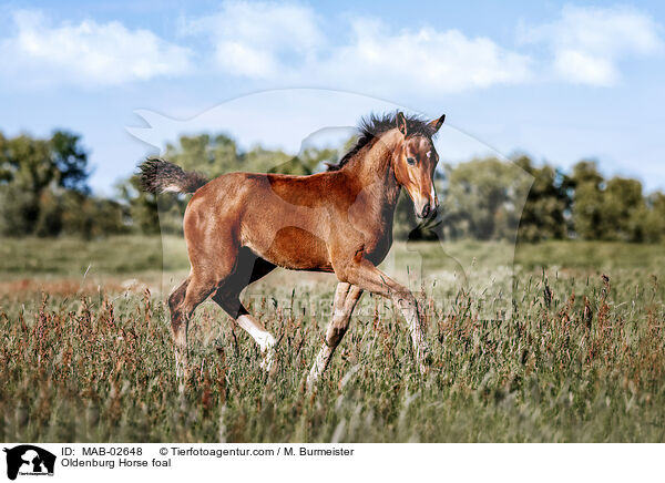 Oldenburg Horse foal / MAB-02648