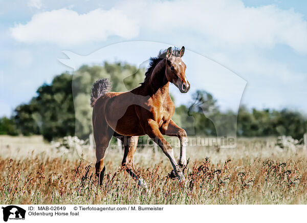 Oldenburg Horse foal / MAB-02649