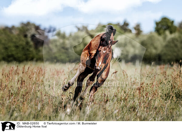 Oldenburger Fohlen / Oldenburg Horse foal / MAB-02650