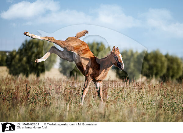 Oldenburger Fohlen / Oldenburg Horse foal / MAB-02661