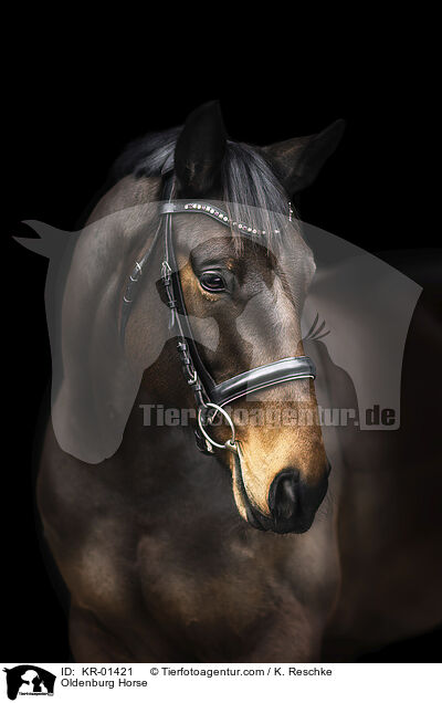 Oldenburg Horse / KR-01421