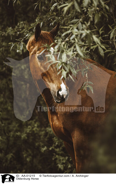 Oldenburger / Oldenburg Horse / AA-01215