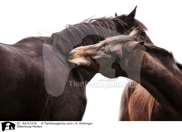 Oldenburger / Oldenburg Horses / AA-01218