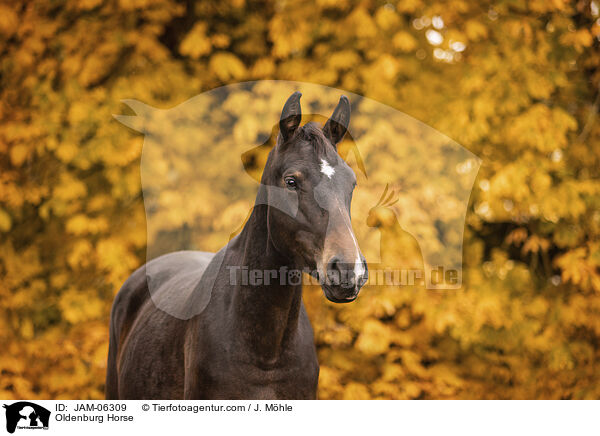 Oldenburger / Oldenburg Horse / JAM-06309