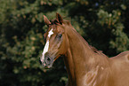 horse portrait