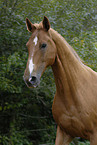 horse portrait