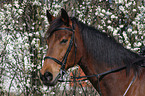 brown horse