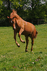 galloping Oldenburger horse