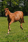 galloping Oldenburger horse