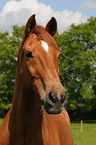 Oldenburg Horse Portrait