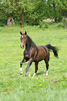 galloping Oldenburger horse