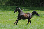 galloping Oldenburger horse