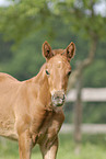 oldenburger foal