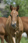 oldenburger foal