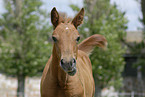 oldenburger foal