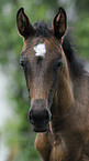 oldenburger foal