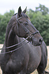 Oldenburger horse portrait