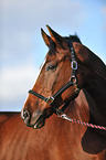 Oldenburger horse portrait