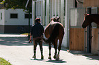 man and warmblood