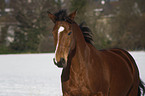 warmblood portrait