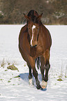 trotting warmblood