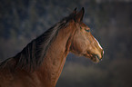 warmblood portrait