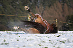 rolling warmblood