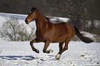 galloping warmblood