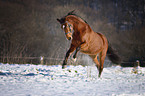 galloping warmblood