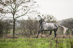 galloping Oldenburg Horse