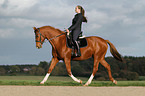 woman rides Oldenburg Horse