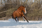 Oldenburg Horse