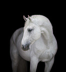 Oldenburg Horse in front of black background