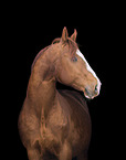 Oldenburg Horse in front of black background