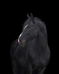 Oldenburg Horse in front of black background