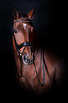 Oldenburg Horse portait