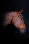Oldenburg Horse portait
