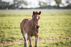 Oldenburg Horse foal