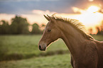 Oldenburg Horse foal portrait