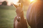 Oldenburg Horse foal portrait