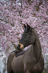 Oldenburg Horse portrait