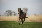 running Oldenburg Horse