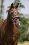 Oldenburg Horse portrait