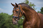 Oldenburg Horse portrait