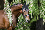 Oldenburg Horse portrait