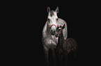 Oldenburg Horse mare with foal